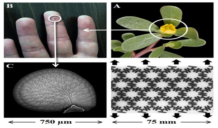 Seed Coats Could Lead to Strong, Tough, Flexible Materials